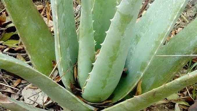 కలబందతో కలుగు జీర్ణశక్తి