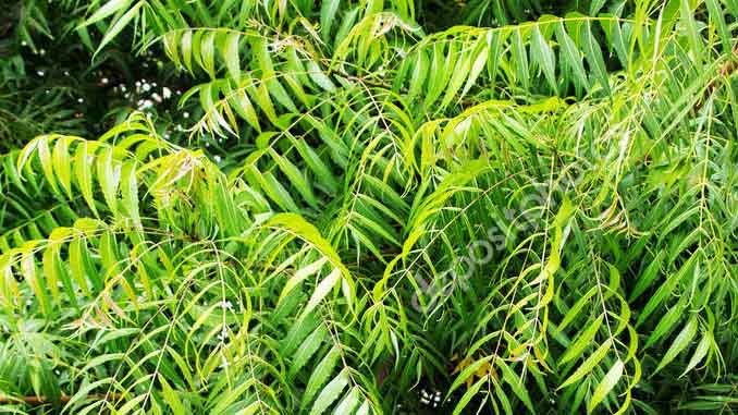మధుమేహానికి మూడు చిట్కాలు