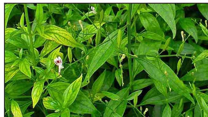 చర్మ వ్యాధులకు, మలేరియాకు మందు ‘నేలవేము’