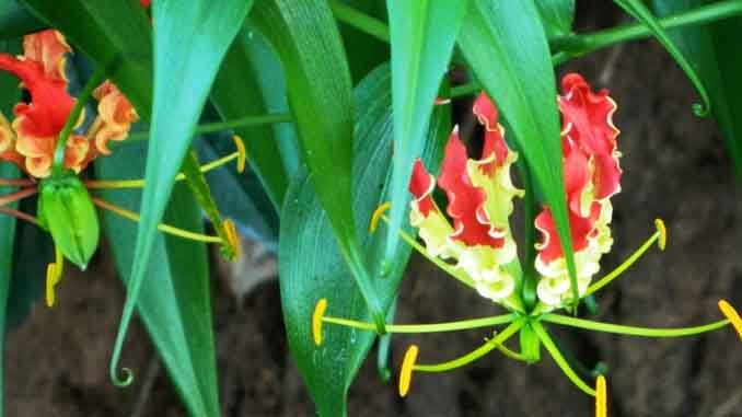 విషానికి విరుగుడు ‘అగ్నిముఖి’