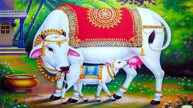 ఆవుపాలలో ఔషధ గుణాలు
