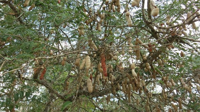 ’చింతచెట్టు‘ కూడా ఔషధ వృక్షమే