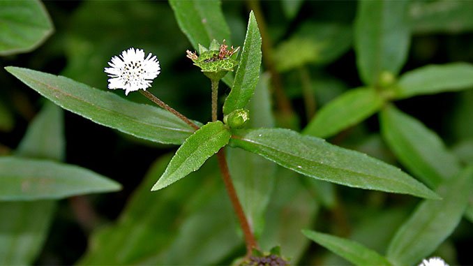 గుంటగలగరాకు (Devoloping)