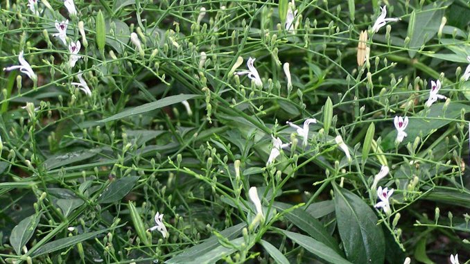 ‘నేలవేము’ లో అన్నీ ఔషధగుణాలే