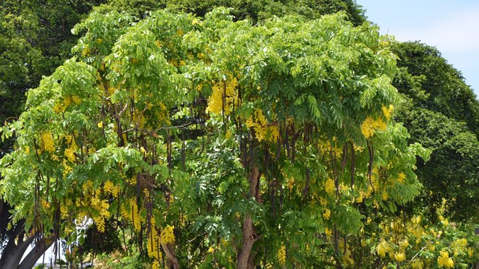 తామర నిలవారణకు ‘రేల’ వైద్యం
