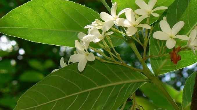 గర్భాశయ వ్యాధుల నివారణకు కొడిశపాల వైద్యం