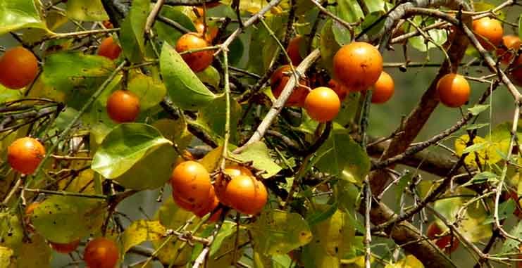 నరాల బలహీనతకు మంచిమందు ముషిణి
