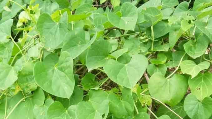 ఇమ్యూనిటీ పెంచడంకోసం తిప్పతీగ మందు