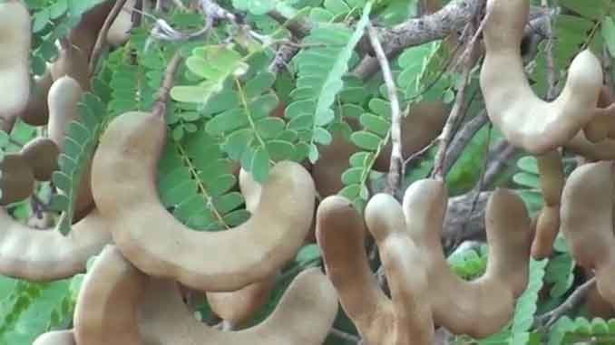 చింతలు తీర్చే చింతచెట్టు