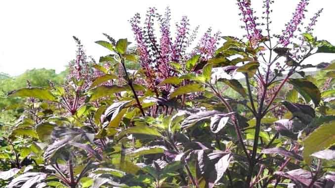కృష్ణతులసితో ప్రయోజనాలెన్నో
