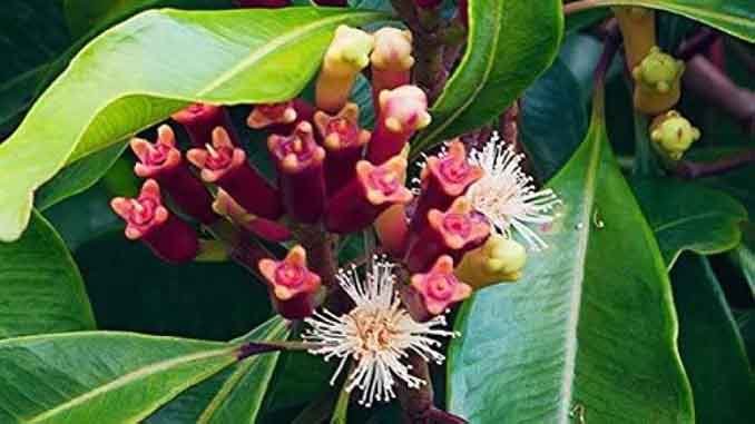 త్రిదోషహారి ఆకుపత్రి