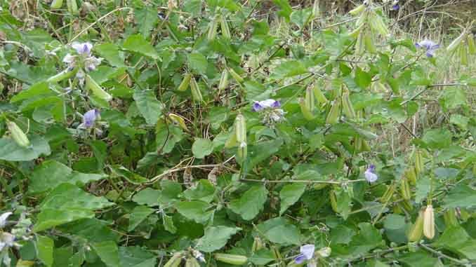 సుఖ ప్రసవానికి మందు గిలిగిచ్చ _ Crotalaria Verrucosa and Crotalaria Sevicea