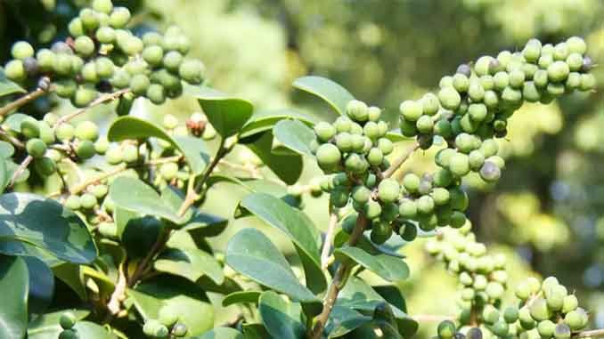 సయాటికాకు మంచి మందు గుగ్గిలము (Balasamodendron Puboscens Resim)