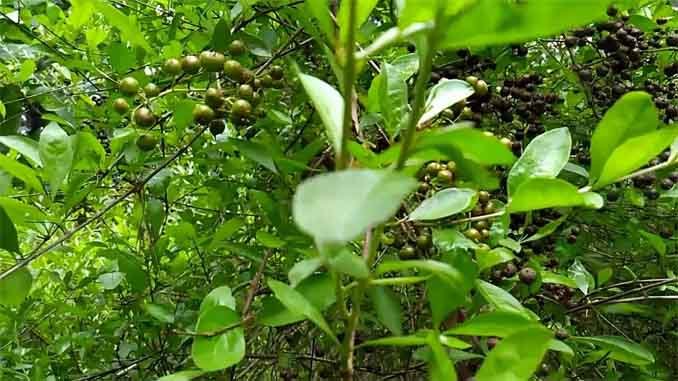 గోరింటాకుతో బహుప్రయోజనాలు