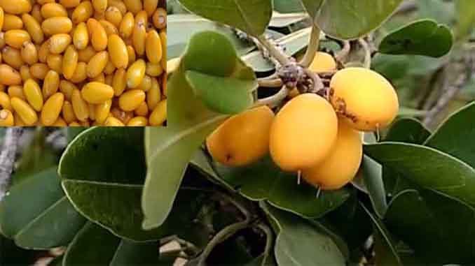 పాలపండుతో దంతవ్యాధులకు చికిత్స