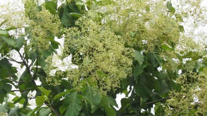 టేకుచెట్టుతో కుష్ఠురోగాలు సైతం మాయం_Teak Tree