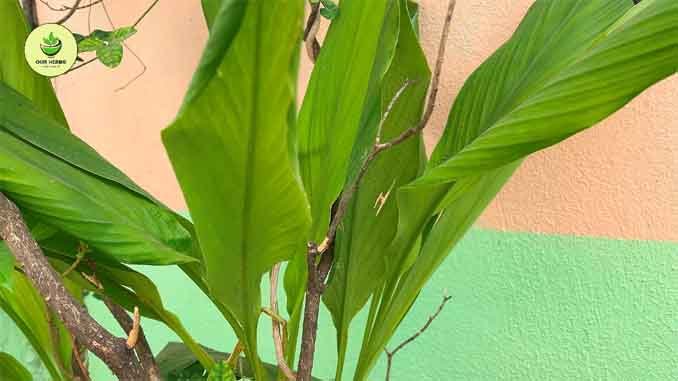 పసుపుతో బహు ప్రయోజనాలు