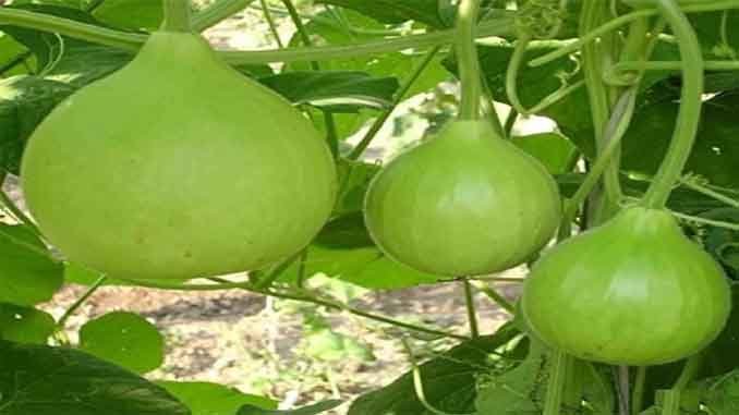 ఆనబ- అనబలో అణువణువూ ఔషధయుక్తమే