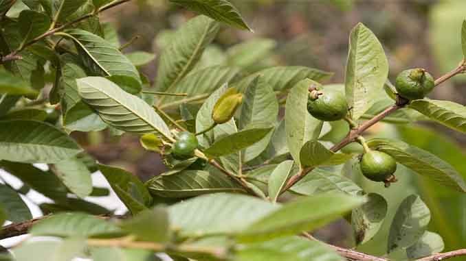 జామ చెట్టు : తేలు విషమునకు మంచి మందు జామ