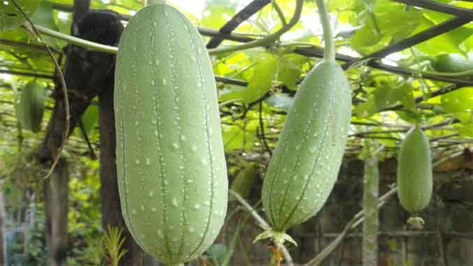 గుత్తిబీర పైత్యహరము