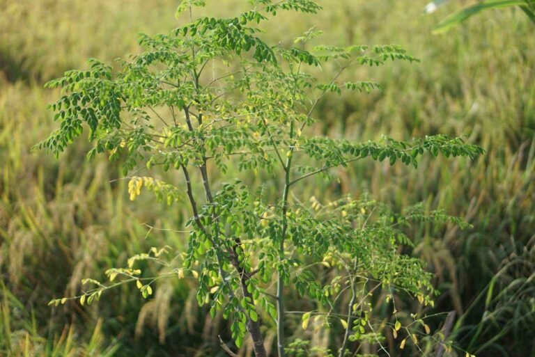 ఎర్రమునగ- Horseradish తో బహు ప్రయోజనాలు