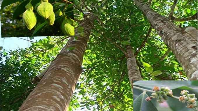 అగురు: అగురునూనెతో చర్మవ్యాధులు మాయం