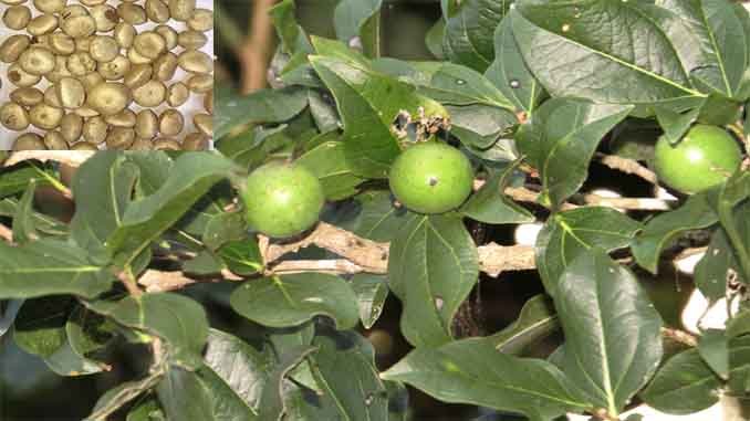 ఇండుపగింజల గంధంతో స్వచ్ఛమైన నీరు