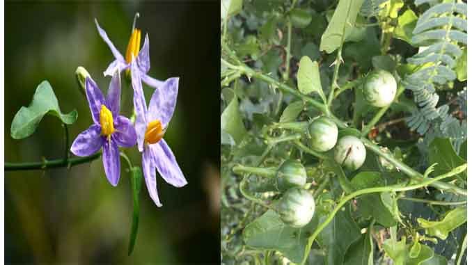ఉచ్చింత (Green Fruit of Solanum Trilobatum) : దగ్గులకు పెట్టిందిపేరు ఉచ్చింత తీగ