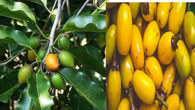 పాల చెట్టులో పలు ఔషధ గుణాలు