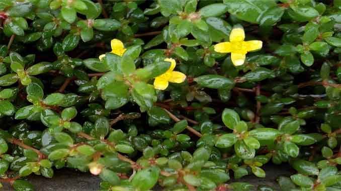 పాయిల: పావలి ఆకుతో పైల్స్ వ్యాధి మాయం