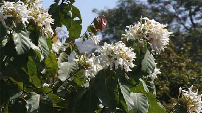 అడవి మొల్ల