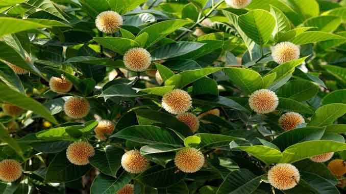 కమిడి చెట్టులో కలవు పలు ఔషధ గుణాలు