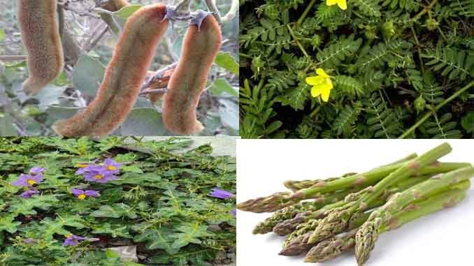 త్రిదోషాలు హరించే పలు ఔషధాలు