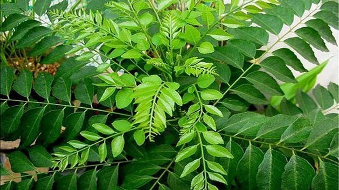 ‘కరివేపాకు’ తో లాభాలెన్నో