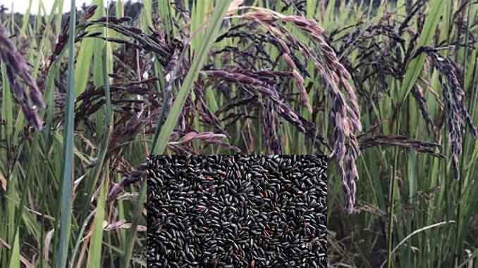 ఎరడాపు ధాన్యము- Black Paddy తో అతిమూత్రవ్యాధి మాయం