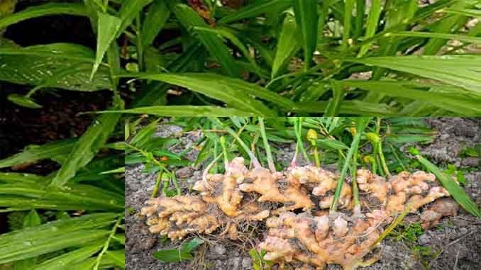 అల్లం: వేసవిలో మీ నేస్తం ‘అల్లం’