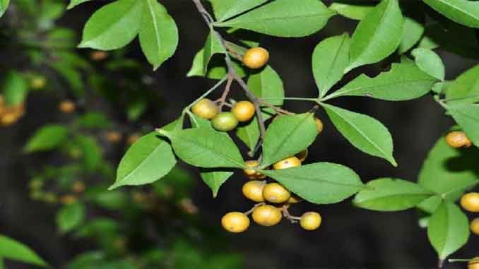 కొండ కసివింద-Toddalia Aculeata- కొండకసివిందతో మలేరియా జ్వరాలు మాయం