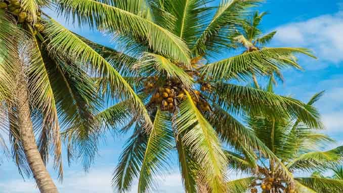 కొబ్బరిచెట్టుతో ఎన్ని ప్రయోజనాలో తెలుసా?