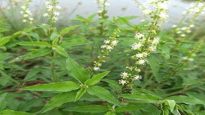 గాలివానచెట్టుతో పలు చర్మరోగాలు మాయం