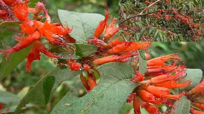 ఆరెచెట్టు – Woodfordia Floribunda – ఆరెపూలతో గర్భిణులకు పలు లాభాలు