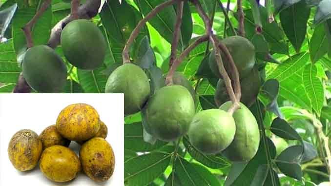 అంబాళపు చెట్టు: అరుచిని పోగొడుతుంది అంబాళపు చెట్టు