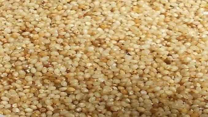 ఊద బియ్యము: ఊదలు Barnyard Millet తో కలుగు ఎన్నో ప్రయోజనాలు
