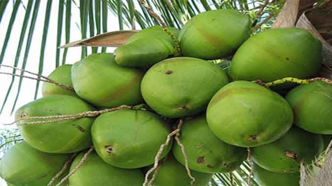 మేహశాంతికి శ్రేష్ఠమైనది గంగా బొండం
