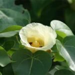 గంగరావిచెట్టు : మేహవ్రణములకు మంచి ఔషధం గంగరావి చెట్టు