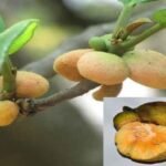 వాతపైత్యములను పోగొట్దేది కమ్మరేగు( Atrocarpus Lakoocha)
