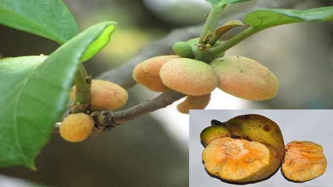 వాతపైత్యములను పోగొట్దేది కమ్మరేగు( Atrocarpus Lakoocha)