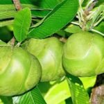 ఉవ్వకాయలతో వీర్యవృద్ధి