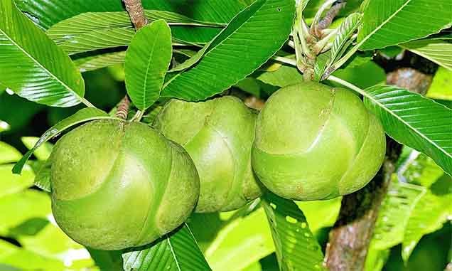 ఉవ్వకాయలతో వీర్యవృద్ధి