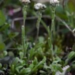 నిర్వీష ( Kyllingia Monocephala) విషహరము