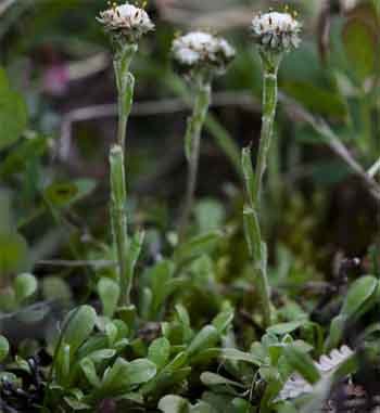 నిర్వీష ( Kyllingia Monocephala) విషహరము